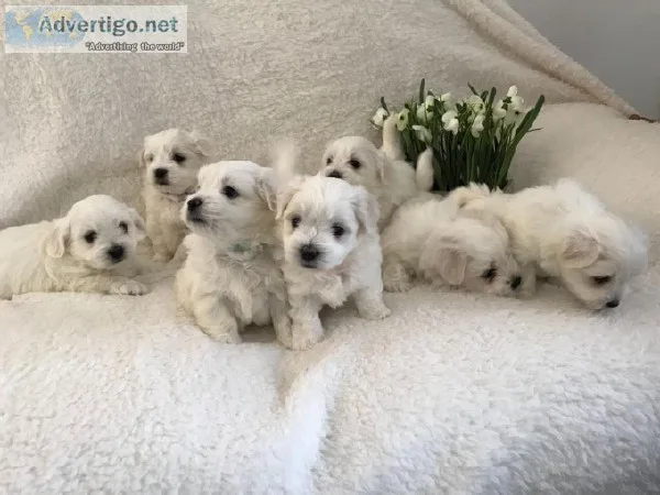 The cutest Maltese puppies