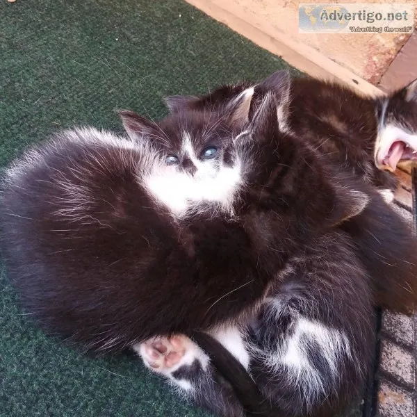 FREE KITTENS