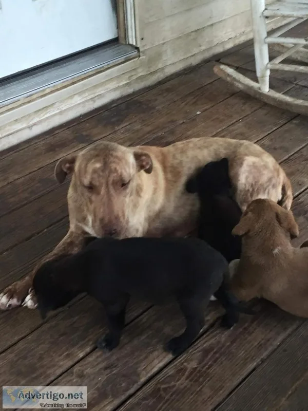 Pitbull Lab Mix