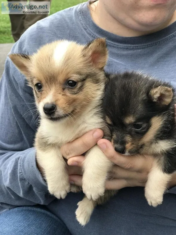 Pemboke Welsh Corgi Puppies