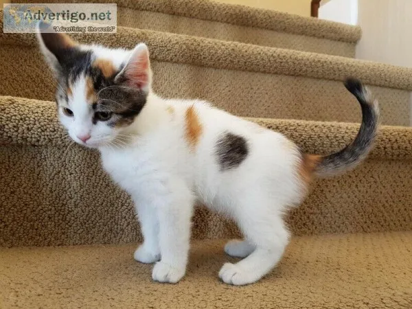 Adorable 8 week old kittens