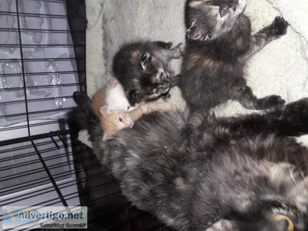 Free Kittens