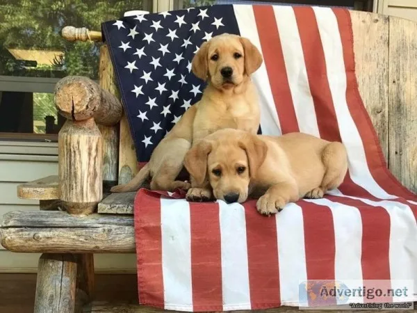AKC English lab puppies