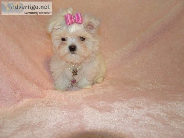 Tea cup Maltese puppies