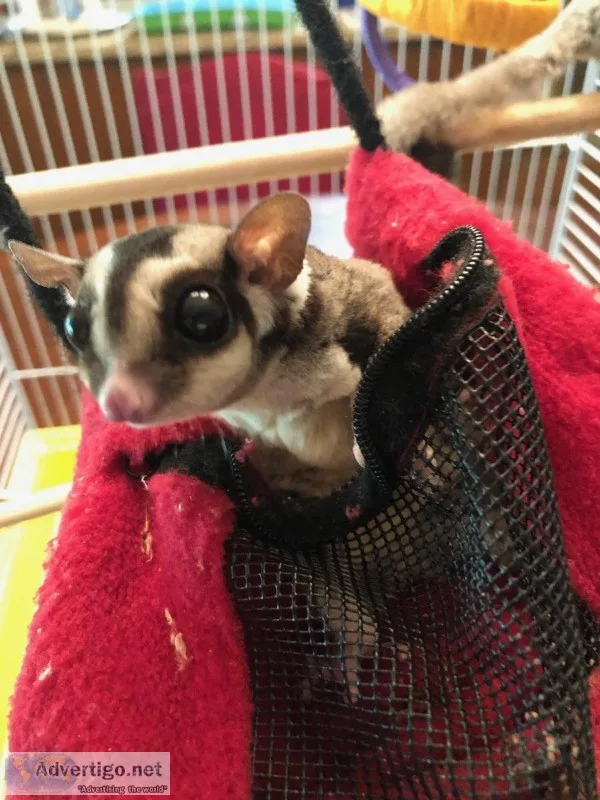 Selling 2 Female Sugar Gliders
