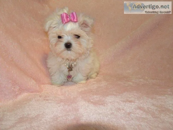 Tea Cup Mini Maltese