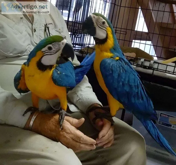 Fabulous Blue and Gold macaw parrots