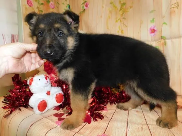 German Shepard puppies