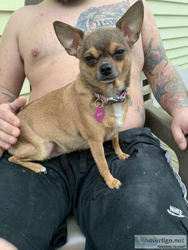Chihuahua