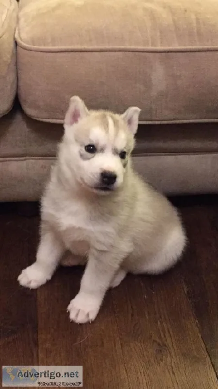 Siberian Husky Puppies