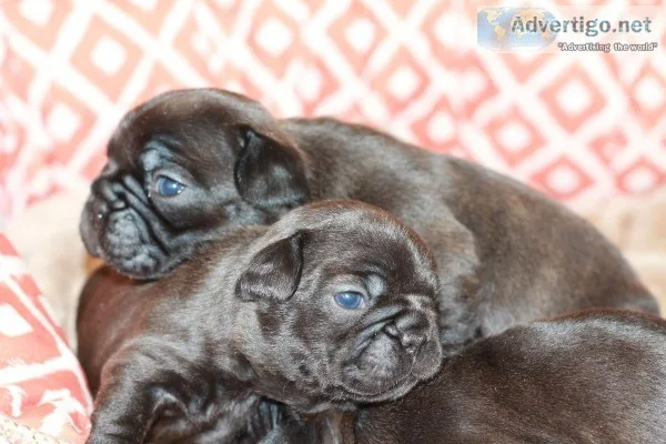 French bulldog puppies