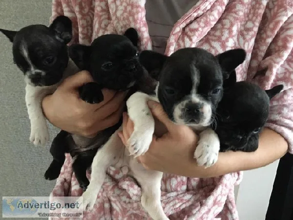 Super adorable french bulldog puppies