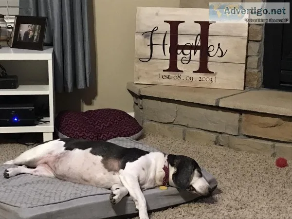 Free beagle