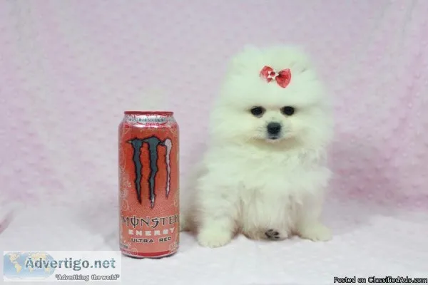 Micro Pomeranian Puppy in Las Vegas