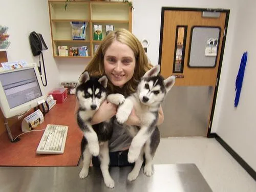 Male and female Husky Puppies