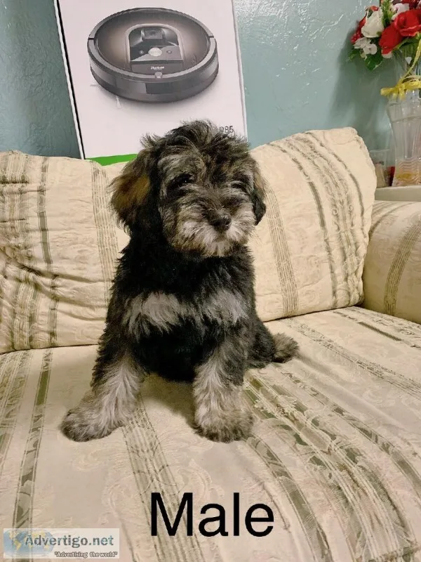Schnoodle
