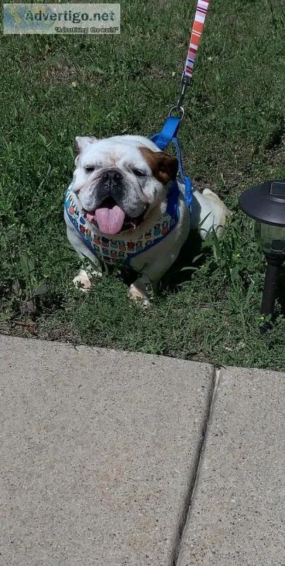 English bull dog