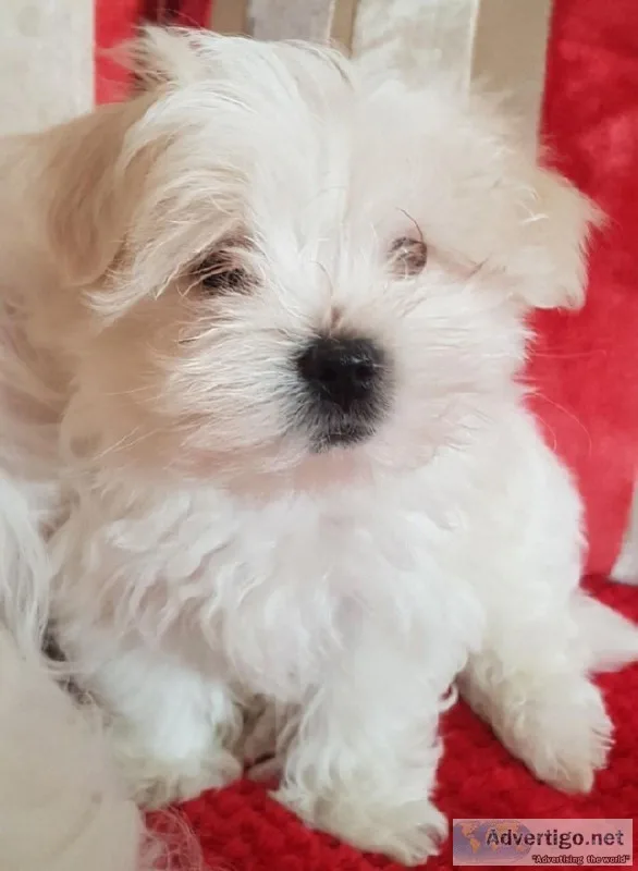 looking for a home sweet home for my maltese pups