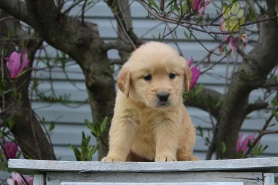 Superb Golden Retriever Boys and Girls Available ( 500 )