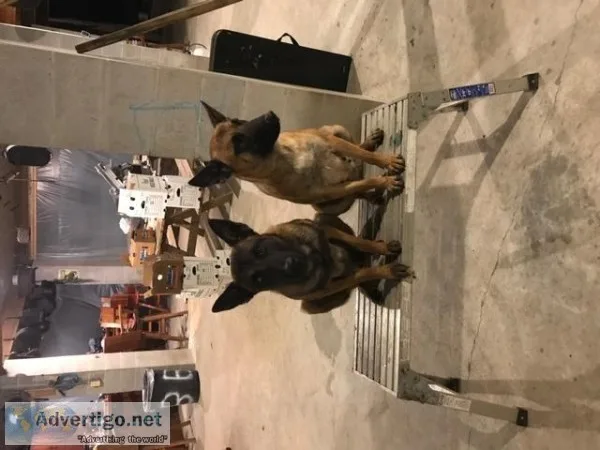 AKC registered Belgian Malinois Pups