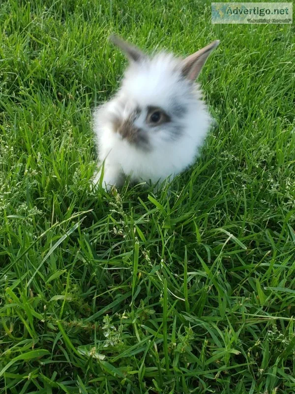 Angora rabbits