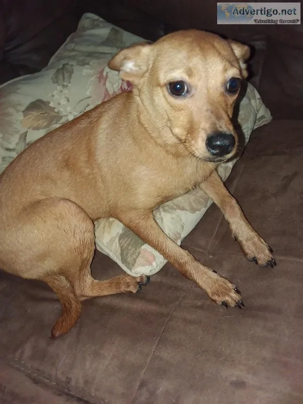 2 female puppies free