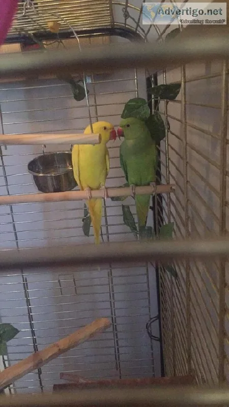My cage trained Ringneck Birds