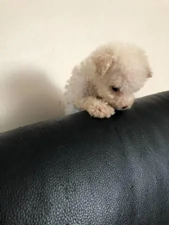 AKC REGISTERED MALTESE PUPPIES FOR ADOPTION