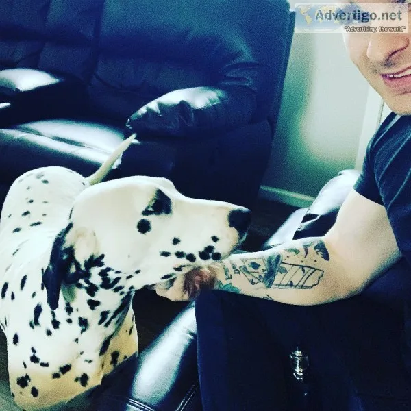 Female Dalmatian