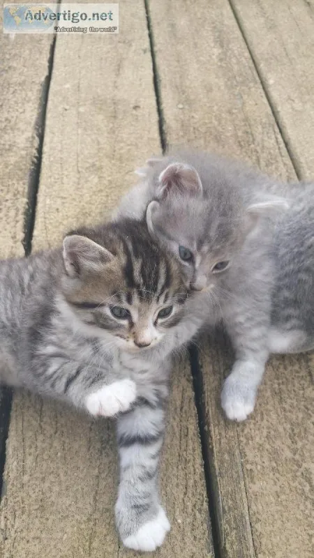 Bob tail kittens