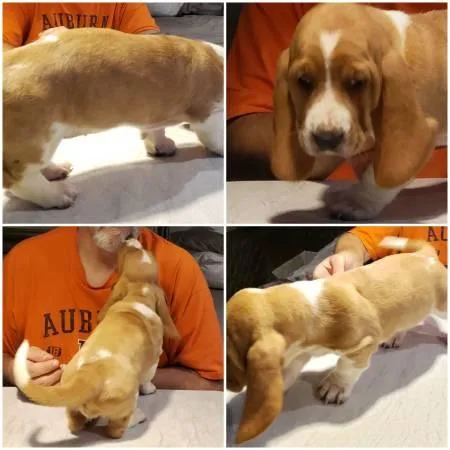 CKC registered Bassett hound puppies