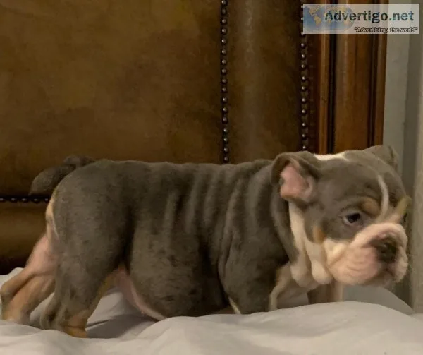 English bulldog