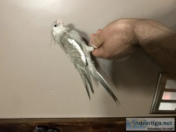 bird Hand fed baby cockatiels cockatiel