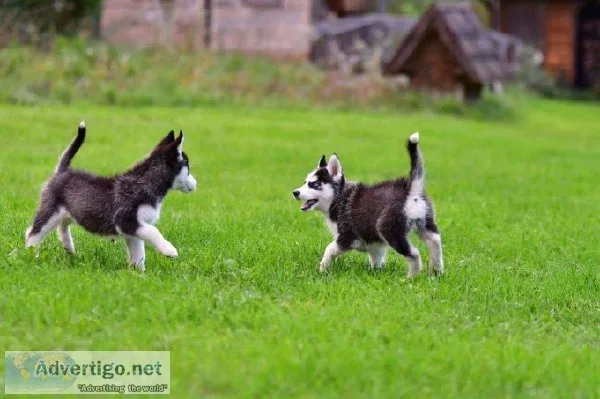 Siberian Husky Puppies