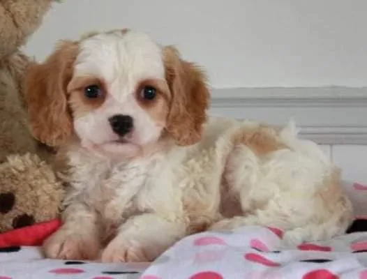 Cavachon (Cavalier King Charles SpanielBishon Frise)