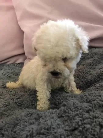AKC     REGISTERED    MALTESE     PUPPIES   FOR     ADOPTION