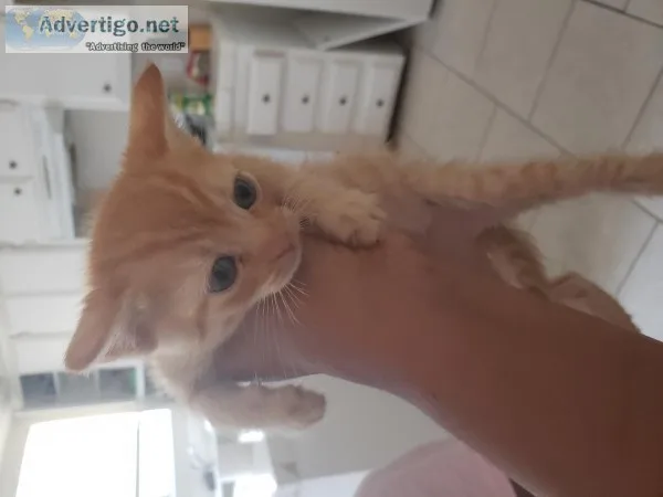 2 mo Kittens