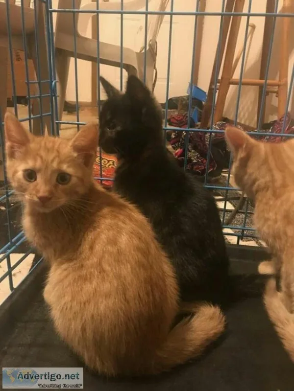 Kittens for rehoming