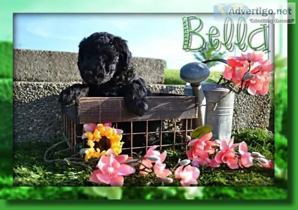 Bella Female Mini Whoodle