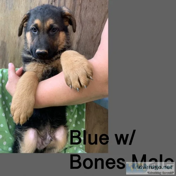 AKC German Shepherd Puppies