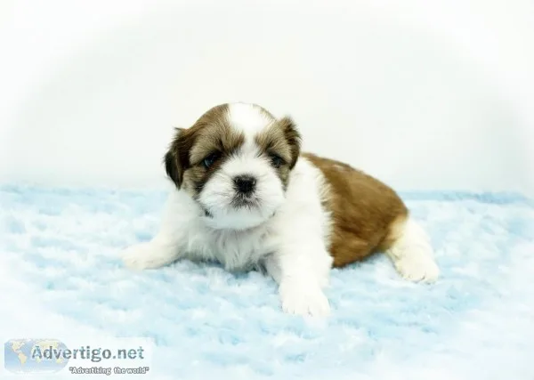 Adorable AKC Shih Tzu Puppies