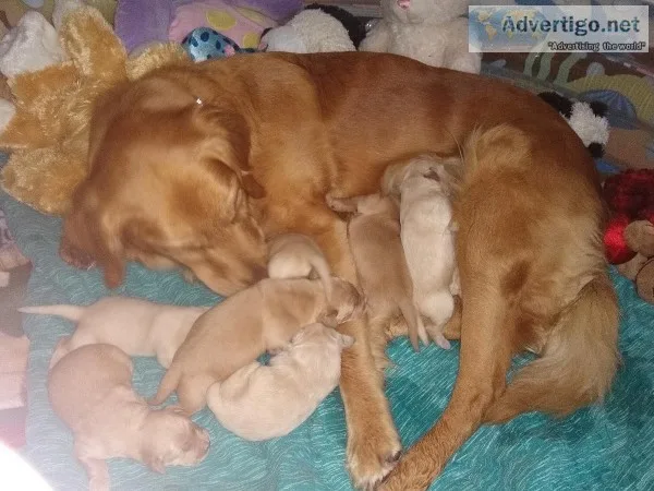 Golden Retriever puppies