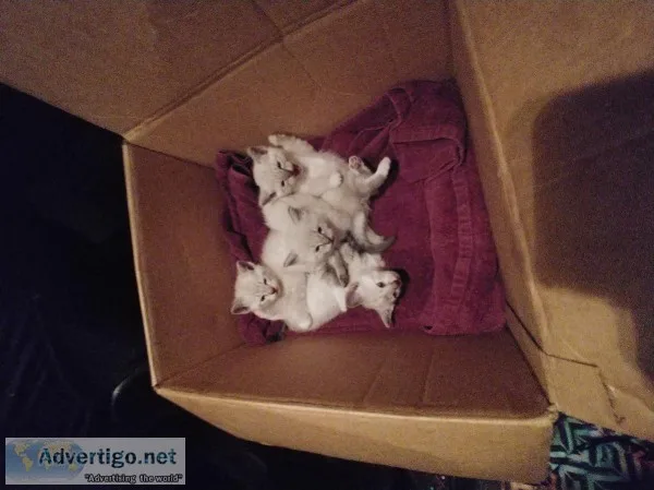 Blue Point Lynx Ragdolls