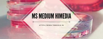 MS Medium Himedia