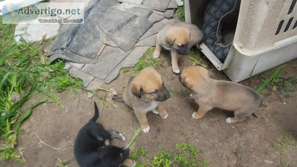 Free puppies