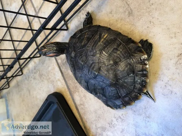 Turtle- Red Ear Slider