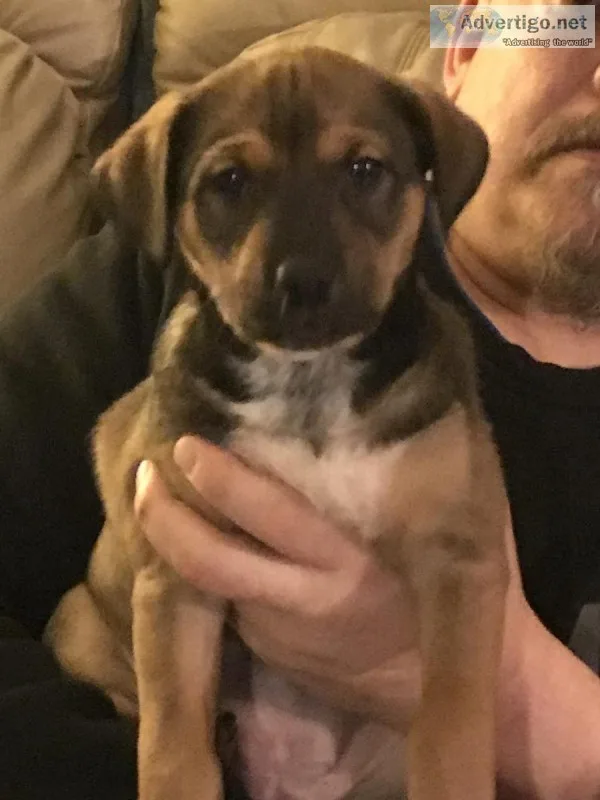 German Shepherd  Lab Puppies