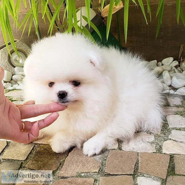  lovely pomeranian puppies for adoption