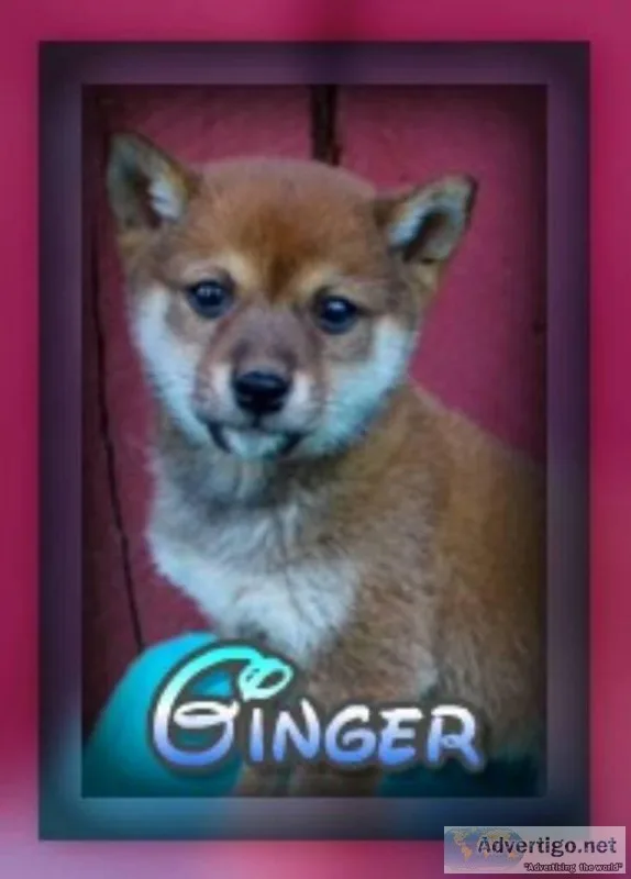 Ginger Female ACA Shiba Inu