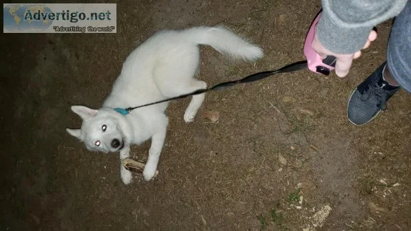 Siberian Husky
